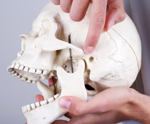 Model jaw and skull bone used for jaw surgery planning